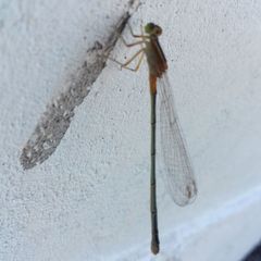 Ischnura senegalensis