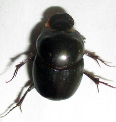 Euonthophagus carbonarius