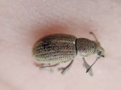Sciaphobus squalidus