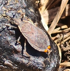 Ulmicola spinipes