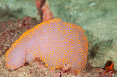Polycitor giganteus