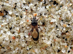 Dimorphopterus spinolae