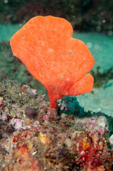Echinoclathria leporina