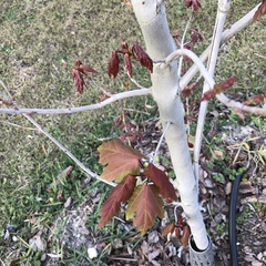 Acer rubrum