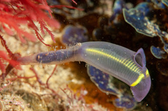 Clavelina meridionalis