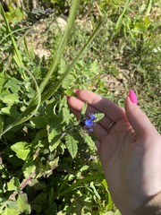 Anchusa arvensis orientalis