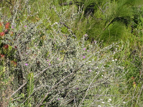Image of Podalyria burchellii by (c) Shaun Swanepoel, some rights reserved (CC BY)