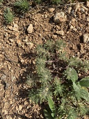 Ajuga mollis