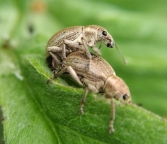 Sciaphobus squalidus