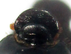 Euonthophagus carbonarius