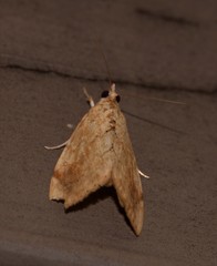 Crocidolomia suffusalis