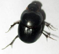 Euonthophagus carbonarius