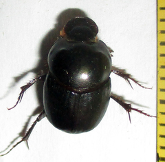 Euonthophagus carbonarius