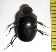 Euonthophagus carbonarius