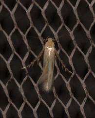 Calicotis sialota