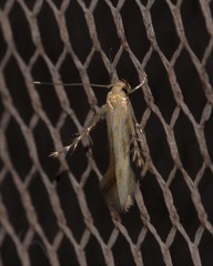 Calicotis sialota