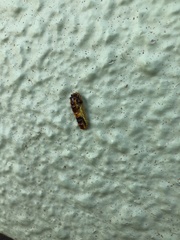 Phauda flammans