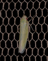 Cofana spectra