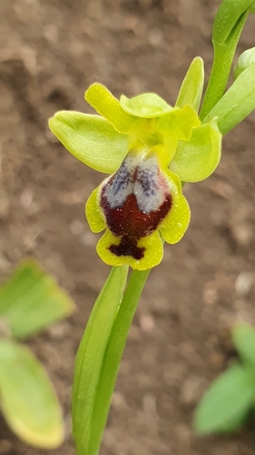 Yellow Bee-orchid
