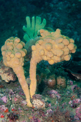 Halisarca australiensis