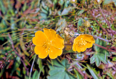 Potentilla grandiflora