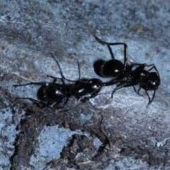Polyrhachis pilosa