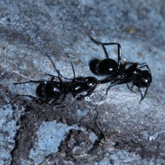 Polyrhachis pilosa