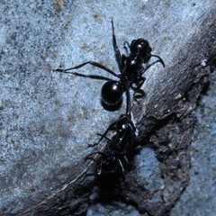 Polyrhachis pilosa