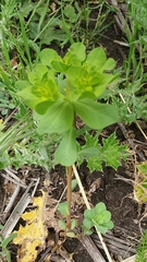 Euphorbia helioscopia image