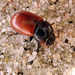 European Dung Beetle - Photo (c) AWI i Pr., some rights reserved (CC BY-NC), uploaded by AWI i Pr.