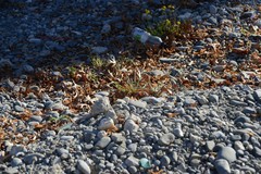 Senecio quadridentatus