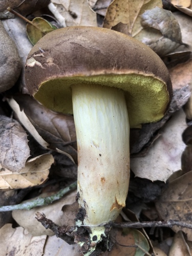 Ziegenlippe