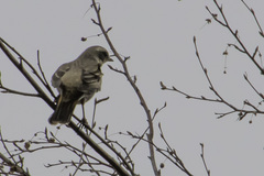 Turdus eunomus × naumanni