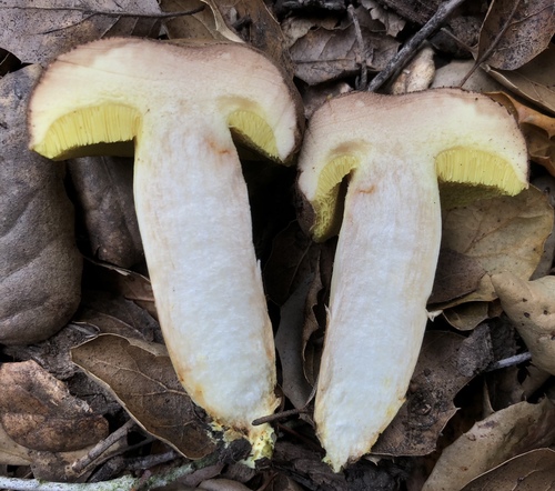 Ziegenlippe
