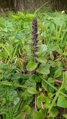 Ajuga reptans