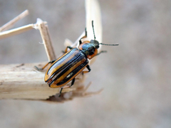 Prasocuris phellandrii