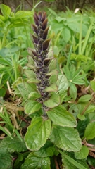 Ajuga reptans