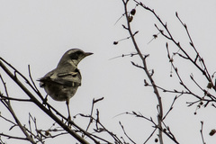 Turdus eunomus × naumanni