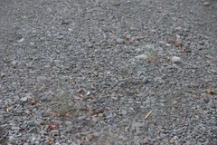 Senecio quadridentatus