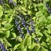 Woolly Plectranthus - Photo (c) Shaun Swanepoel, some rights reserved (CC BY-NC-SA), uploaded by Shaun Swanepoel