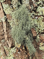 Usnea ceratina