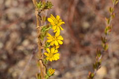 Deinandra floribunda