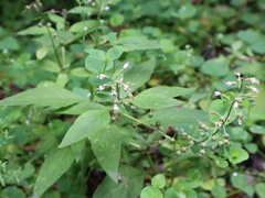 Lysimachia decurrens