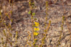 Deinandra floribunda