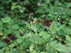 Lysimachia decurrens