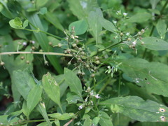 Lysimachia decurrens