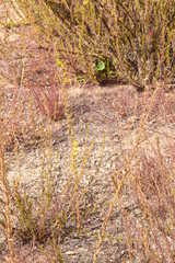 Deinandra floribunda