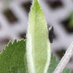 Scaphytopius loricatus