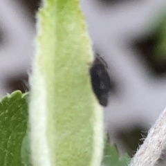 Scaphytopius loricatus