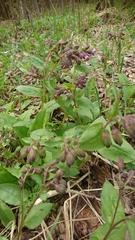 Pulmonaria obscura